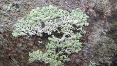 Menegazzia