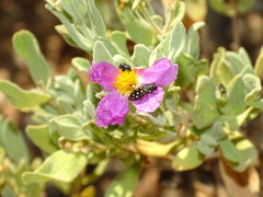 Acmaeodera octodecimguttata