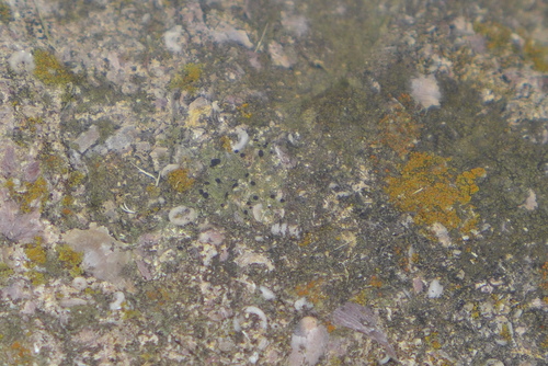 Bacidia coprodes image