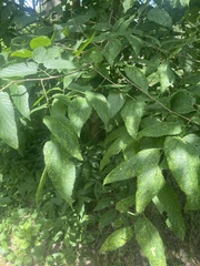 Celtis occidentalis