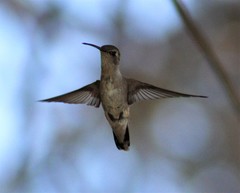 Archilochus alexandri