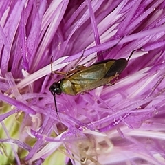 Plagiognathus arbustorum