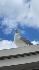 Larus argentatus
