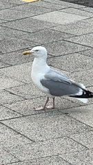Larus argentatus