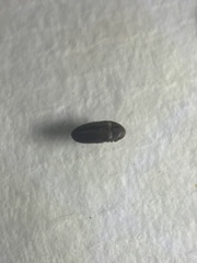 Trixagus dermestoides