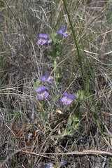 Penstemon eriantherus