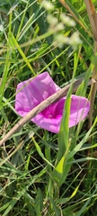 Ipomoea sagittata