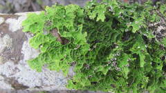 Pseudocyphellaria carpoloma