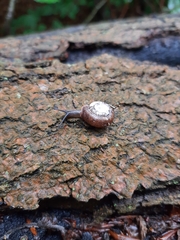 Helicodonta obvoluta