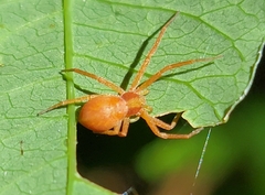 Philodromus rufus pacificus