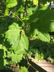 Acer circinatum