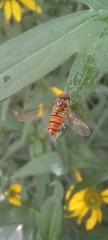 Episyrphus balteatus