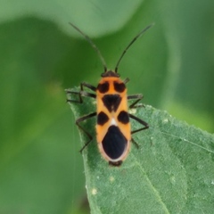 Tropidothorax sternalis