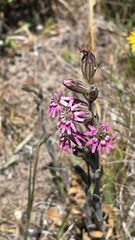 Silene scouleri scouleri