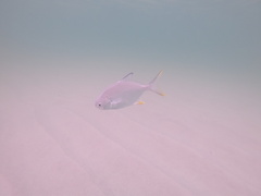 Trachinotus carolinus