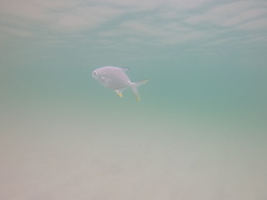 Trachinotus carolinus