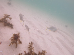 Trachinotus carolinus