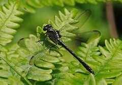 Stenogomphurus rogersi