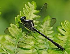 Stenogomphurus rogersi