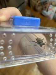 Eburia mutica