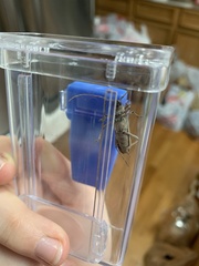 Eburia mutica