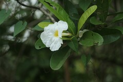 Tabebuia cassinoides