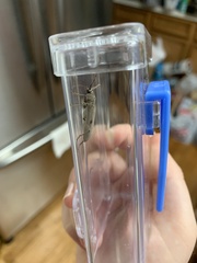 Eburia mutica