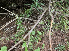 Arabidopsis halleri