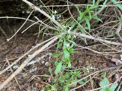 Arabidopsis halleri
