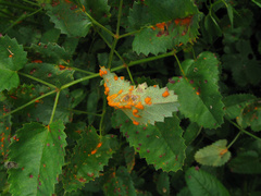 Xenodochus carbonarius