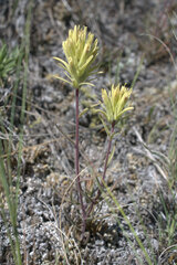 Castilleja lutescens