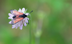 Zygaena purpuralis