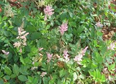 Astilbe rubra