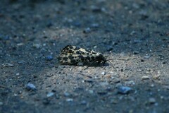 Semblis phalaenoides