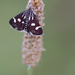 Eurrhypis pollinalis - Photo (c) Paul Cools, algunos derechos reservados (CC BY-NC), subido por Paul Cools