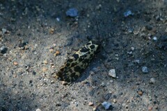 Semblis phalaenoides