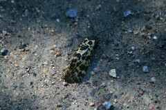 Semblis phalaenoides