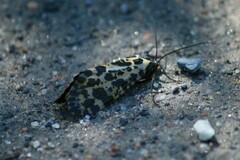 Semblis phalaenoides