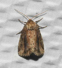Photedes panatela