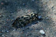 Semblis phalaenoides