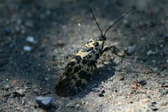 Semblis phalaenoides