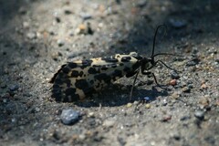 Semblis phalaenoides