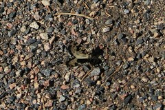 Semblis phalaenoides