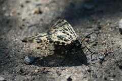 Semblis phalaenoides