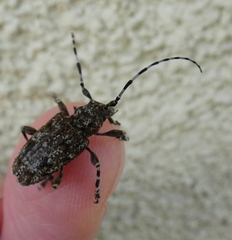 Aegomorphus clavipes