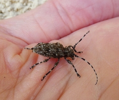 Aegomorphus clavipes