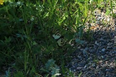 Semblis phalaenoides