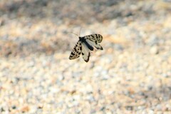 Semblis phalaenoides