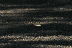 Semblis phalaenoides