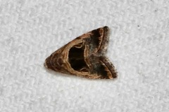 Tripudia rectangula